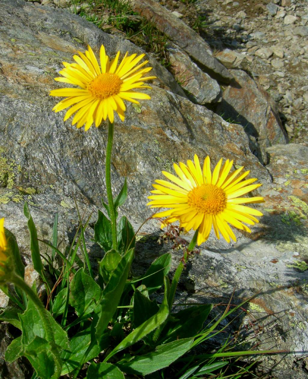 Doronicum grandiflorum / Doronico dei macereti